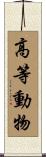 高等動物 Scroll
