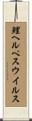 鯉ヘルペスウイルス Scroll