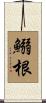 鰯根 Scroll