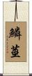 鱗莖 Scroll