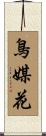 鳥媒花 Scroll