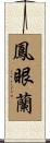 鳳眼蘭 Scroll
