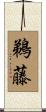 鵜藤 Scroll