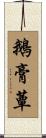 鵝膏蕈 Scroll
