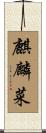 麒麟菜 Scroll