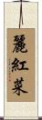 麗紅菜 Scroll