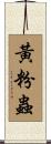 黃粉蟲 Scroll