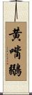 黄嘴鶸 Scroll