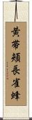黄帯頬長雀蜂 Scroll