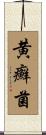黄癬菌 Scroll