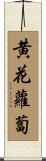黄花蘿蔔 Scroll