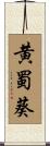 黄蜀葵 Scroll