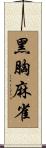 黑胸麻雀 Scroll