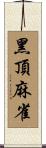 黑頂麻雀 Scroll