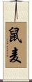 鼠麦 Scroll