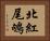 北紅尾鴝 Horizontal Portrait