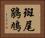 斑尾鵑鳩 Horizontal Portrait