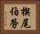 楔尾伯勞 Horizontal Portrait