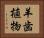 羊歯植物 Horizontal Portrait
