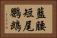 藍腰短尾鸚鵡 Horizontal Portrait