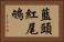 藍頭紅尾鴝 Horizontal Portrait