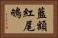 藍額紅尾鴝 Horizontal Portrait