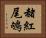 赭紅尾鴝 Horizontal Portrait