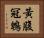 黃腹冠鵯 Horizontal Portrait