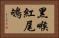 黑喉紅尾鴝 Horizontal Portrait