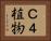 Ｃ４植物 Horizontal Portrait