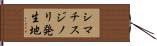 シマチスジノリ発生地 Hand Scroll