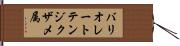 バリオレートテンジクザメ属 Hand Scroll
