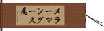 メラーマングース属 Hand Scroll
