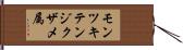 モンツキテンジクザメ属 Hand Scroll
