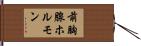 前胸腺ホルモン Hand Scroll