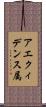 アエクィデンス属 Scroll