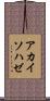 アカイソハゼ Scroll