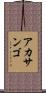 アカサンゴ Scroll