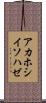 アカホシイソハゼ Scroll