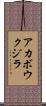 アカボウクジラ Scroll