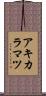 アキカラマツ Scroll