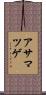 アサマツゲ Scroll
