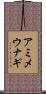 アミメウナギ Scroll