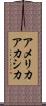 アメリカアカシカ Scroll