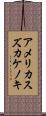 アメリカスズカケノキ Scroll