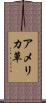 アメリカ草 Scroll