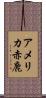 アメリカ赤鹿 Scroll