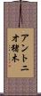 アントニオ猪木 Scroll