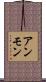 アンモン Scroll