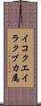 イコクエイラクブカ属 Scroll